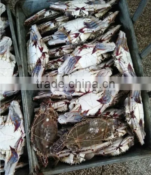 Frozen Blue Swimming Crab photo-4