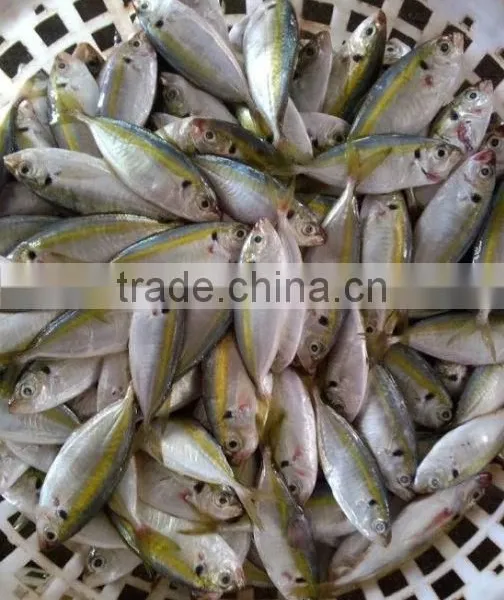 Golden Line Horse Mackerel Fish photo-2