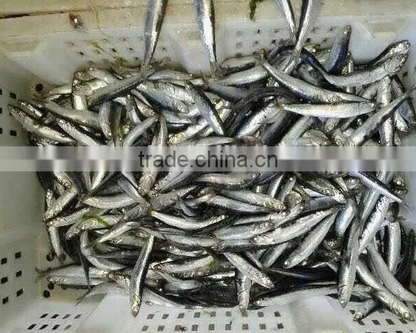 Hot Sales Landing Frozen Anchovy photo-3