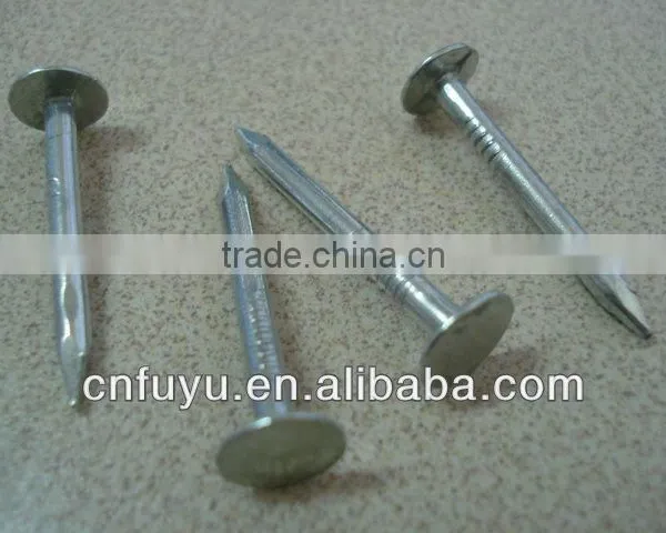 Galvanized Large Flat Head Clout Nail Manufacturer