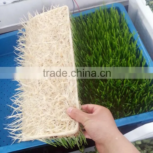 Farm Favorite Wheat/Barley/Bean Seedling System photo-4