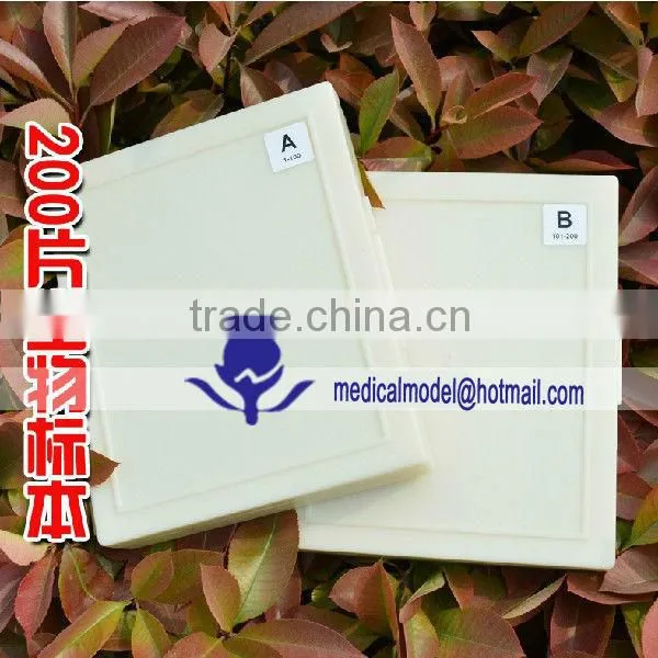 Microorganisms Microscope Slides photo-2