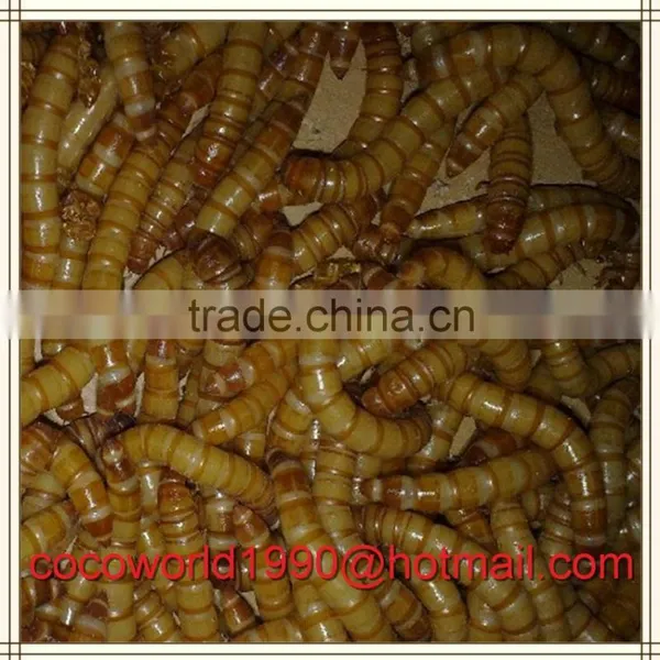 Birds That Eat Mealworms/what to Feed Meal Worms/crickets and Mealworms for Sale photo-3