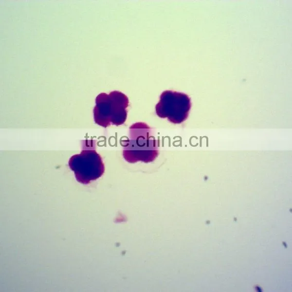School Teaching Microscope Slides Embryo of Chicken W.M. photo-5