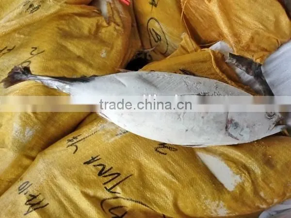 Frozen Fresh Whole Tuna Fish New photo-3