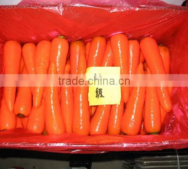 Red Fresh Carrot 9kg Carton photo-3