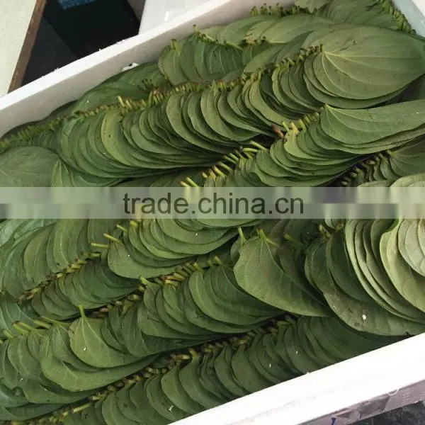 Dried Betel Leaf photo-2