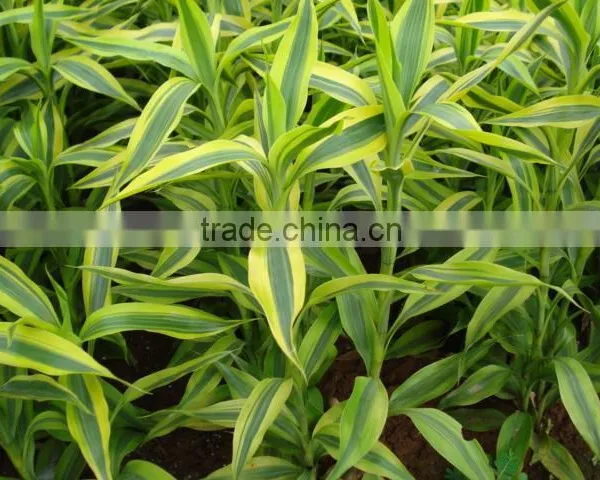Lucky Bamboo photo-5