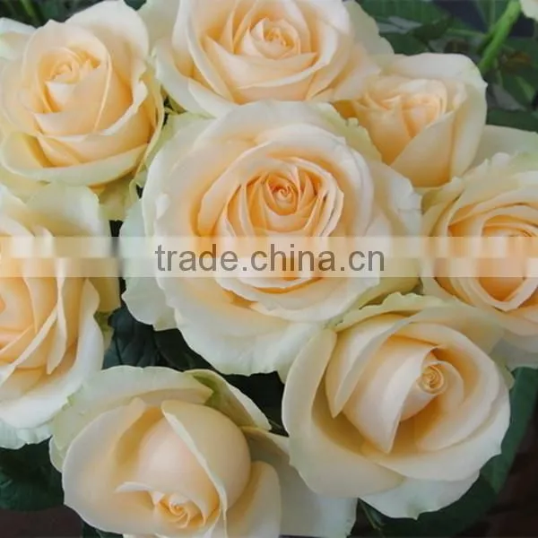 Fresh Cut Rose Flower photo-4