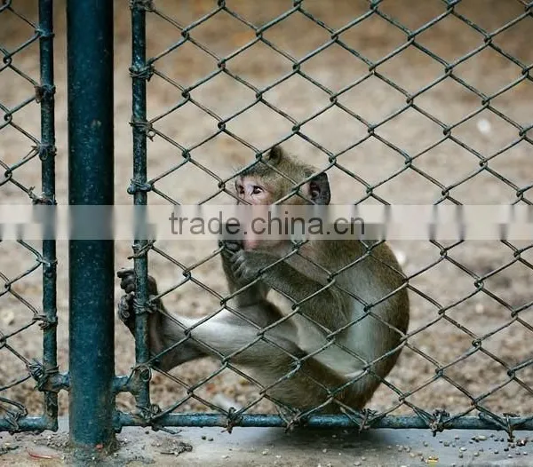 Lowest Price Galvanized Chain Link Fence Factory in China photo-6