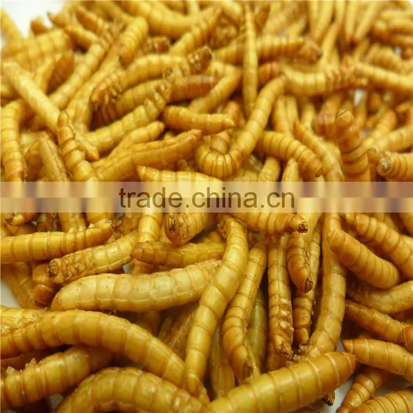 Premium Freeze Dried Mealworms For Bird Food;Natural Mealworms photo-4
