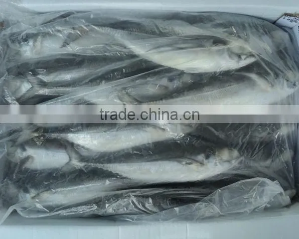 Horse Mackerel Size 4/6/ Horse Mackerel Fish photo-3