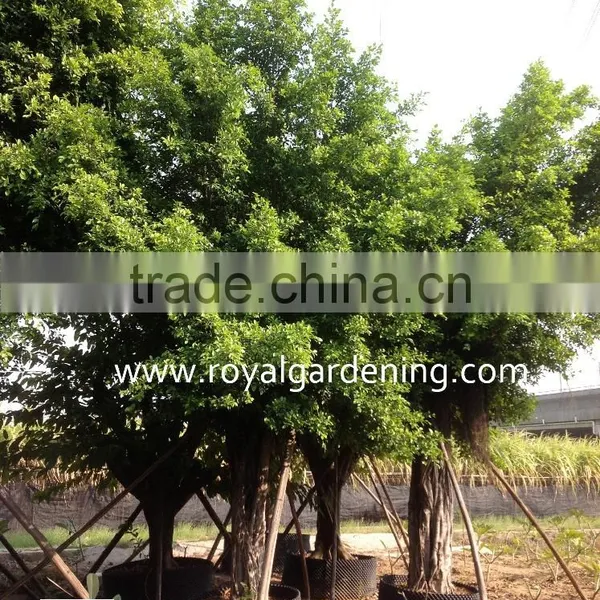 FIcus Microcarpa Ficus Nitida