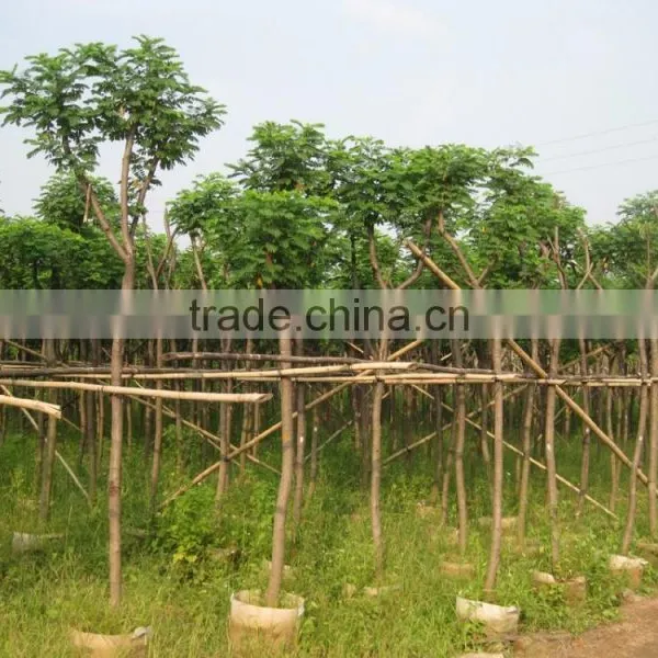 Cassia Glauca (Cassia Surattensis)