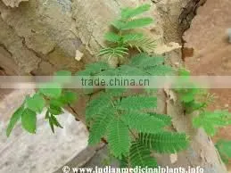 Acacia Catechu Extract photo-2