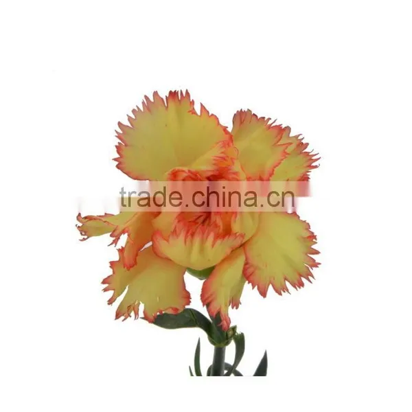 Top Grade Carnival Cheap Flower Single Stem Carnation photo-2