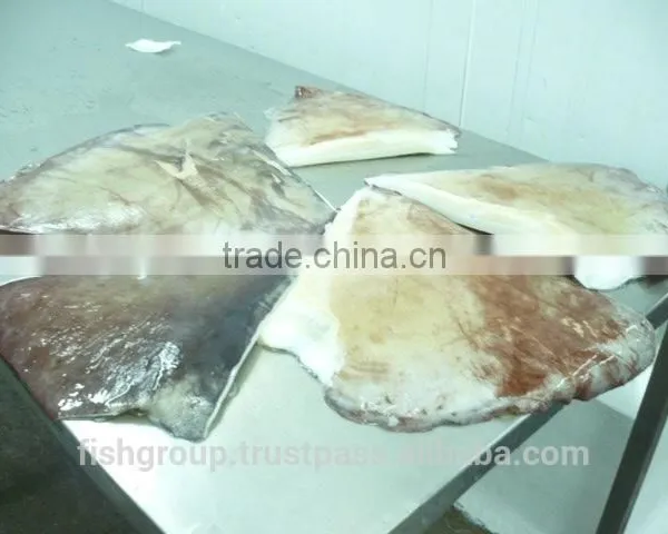 Giant Squid Wing photo-5