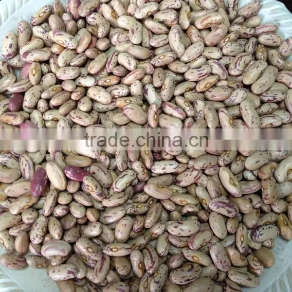 Chinese Light Speckled Kidney Beans Long Shape for Europ photo-4