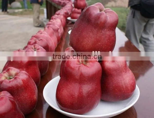 2015 Chinese Huaniu Apple photo-3