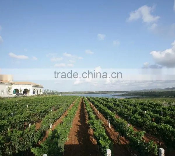 High Quality Newest Big Black Red Grape Seeds for Planting photo-3