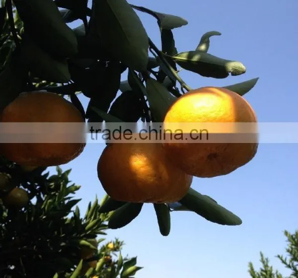 Canned Mandarin Orange Sac in 3L Tins With 60% Pulp photo-2