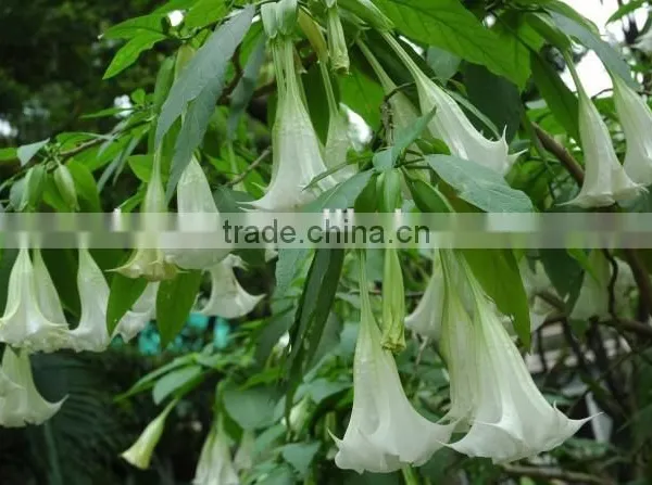 Factory Supply USP 99% Scopolamine HBR photo-3