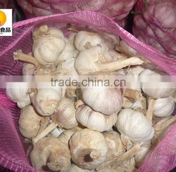 Hot Sale Dried White Garlic Supplier photo-3