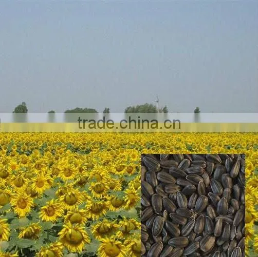 Black Seed Oil Seed for Oil