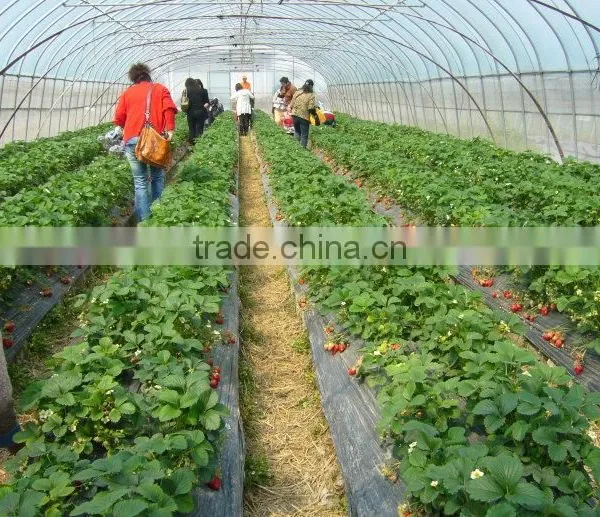 Single Span Greenhouse for Tomatoes Growing photo-3