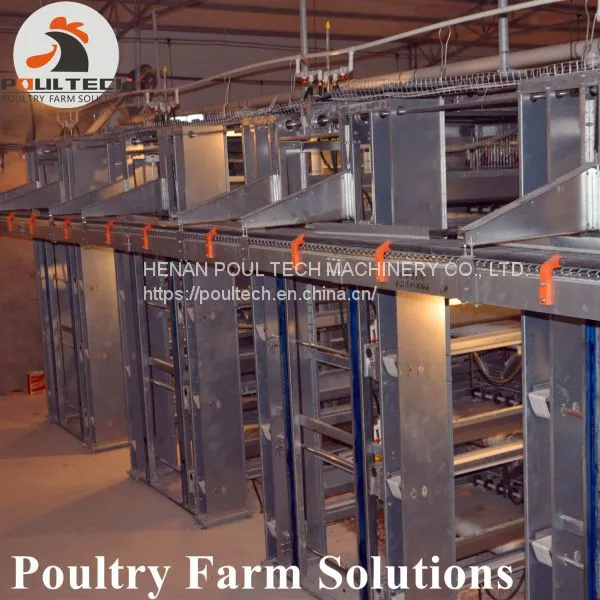 H Type Layer Chicken Cage With Automatic Feeding Machine, ee Collecting Machine photo-5