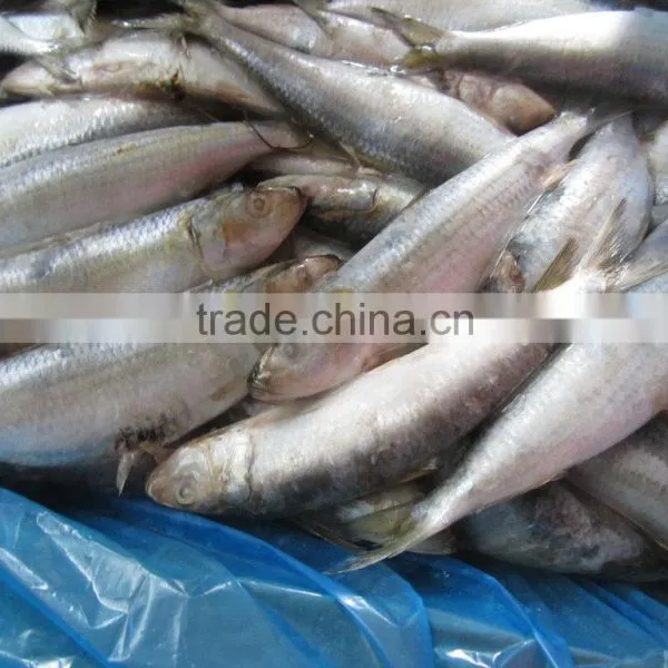 Head off Gutted Tail off Frozen Sardine Fish and Sardinella Longiceps photo-6