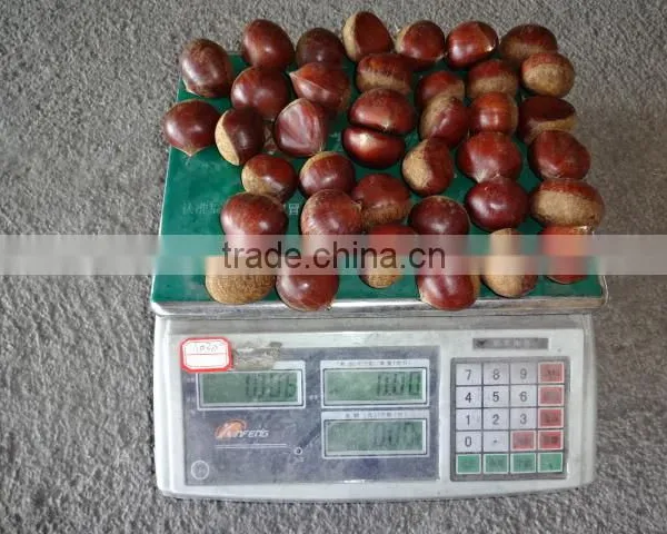 2015 New Crop of the Chestnut With Highest Quality photo-2