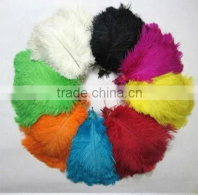 Ostrich Feather