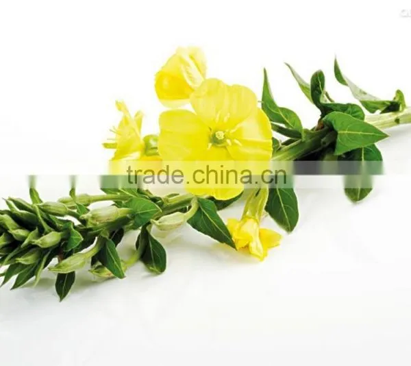Evening Primrose Oil