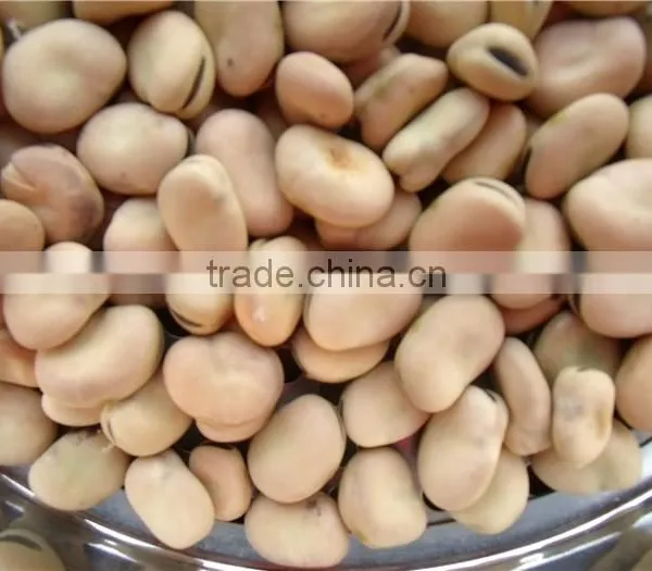 BROAD BEANS