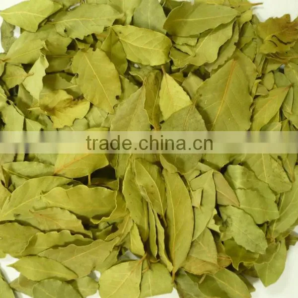 Bay Leaf Laurel Leaves 10KG Cartons 20KG Cartons 50KG Bailes