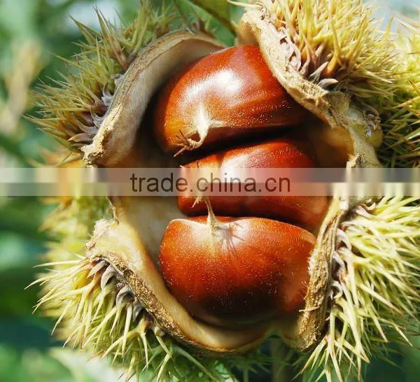Organic Food (chestnut )