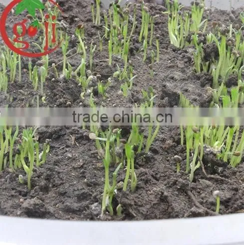 New Arrived Black Goji Berry Seeds Growing Plant photo-2