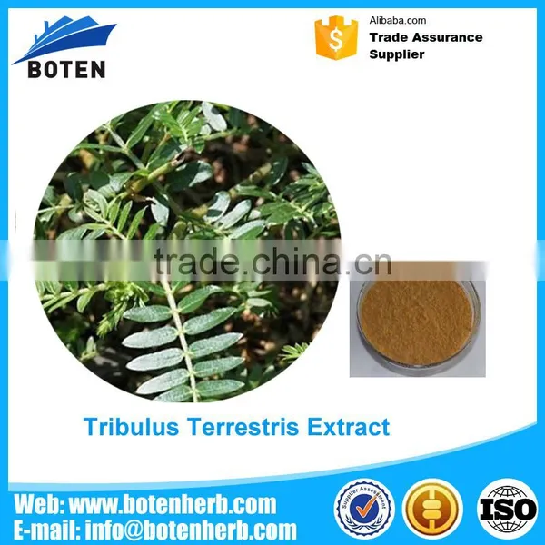 Best Price of Nature Factory Supply Tribulus 90% Saponins 40% Protodioscin Made in China
