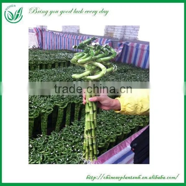 Lucky Bamboo
