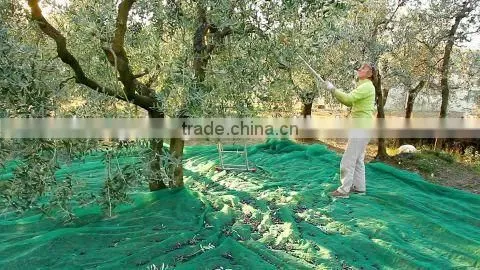 Olive Harvest Net photo-6