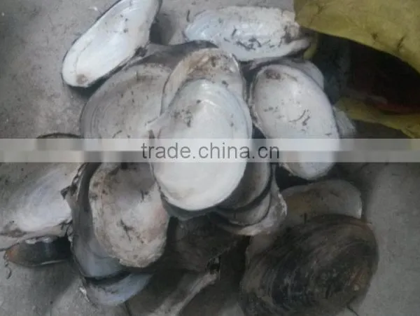 China Freshwater Shell Material Raw Mother of Pearl River Shells photo-3