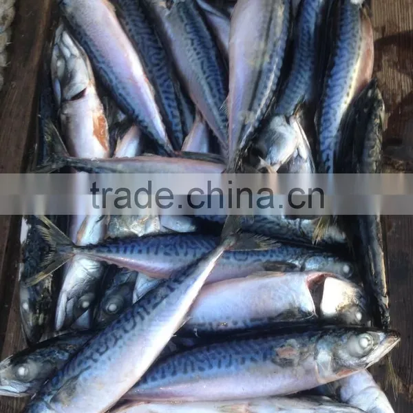 BQF 200-300g Whole Round Seafrozen Pacific Mackerel photo-2