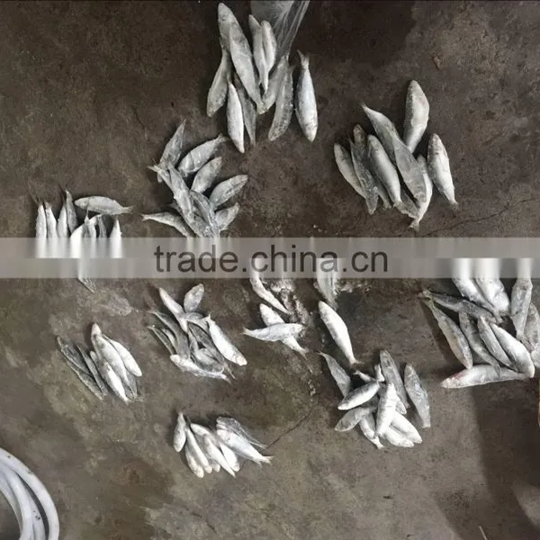Dongguan Beinuo Sardine Frozen Sagax From China Famous Supplier photo-6