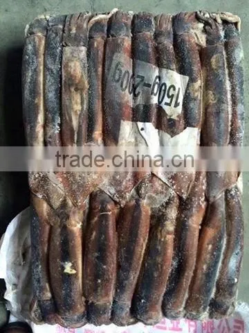 Frozen Illex Squid From CHINA 200-300G photo-2