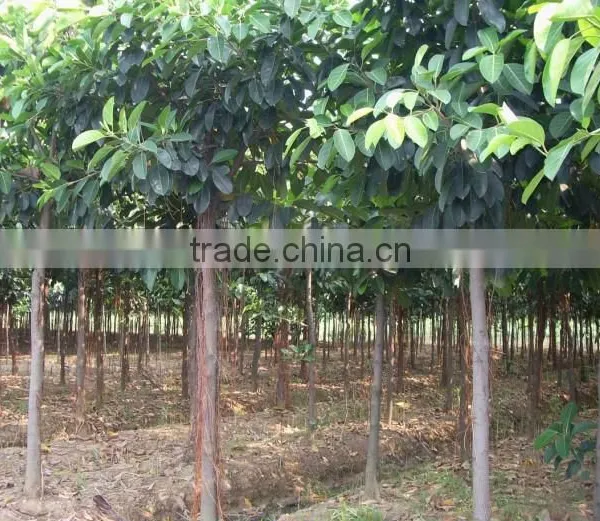 Ficus Altissima for Tropical Climate Garden Plants and Landscaping Trees photo-4