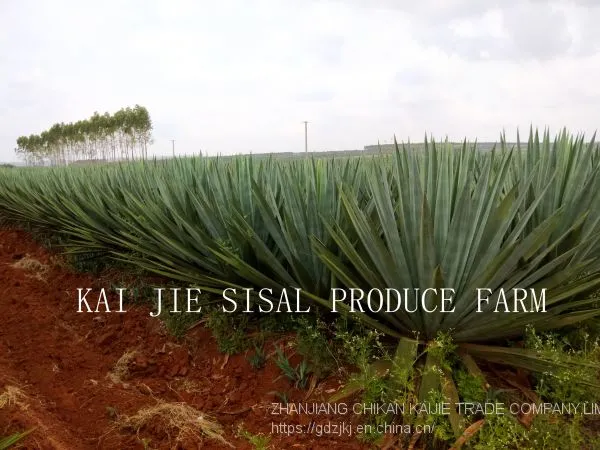 Sisal Products - Best Quality From Original Direct Manufacturer photo-3