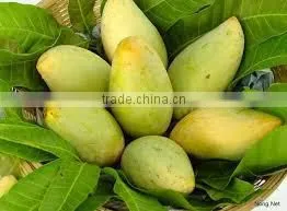 Fresh Mango/Delicous Fresh Mango/Sweet Fresh Mango photo-4