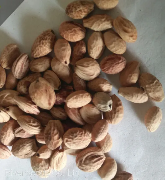 Wholesale Landscape Ripe Hybrid New Cherry Seeds Tree Planting Cherry Blossom Seeds for Sale