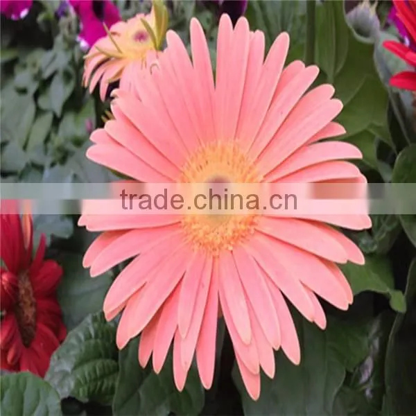 Chrysanthemum Flowers Exporters photo-2